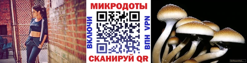 Псилоцибиновые грибы Psilocybine cubensis Яблоновский